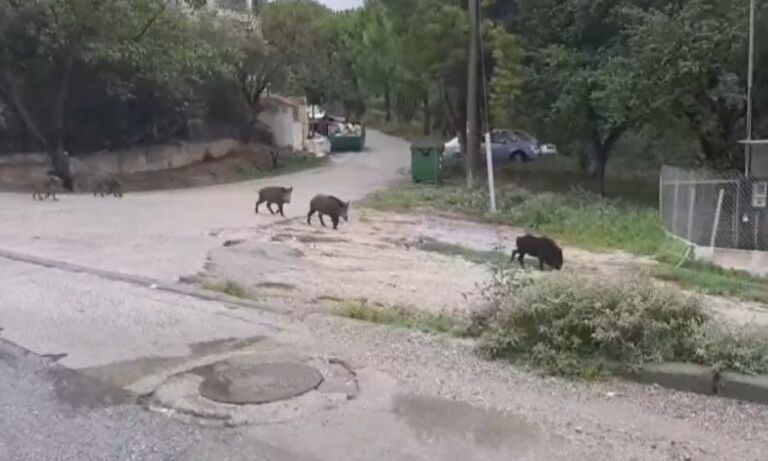 Αγριογούρουνα και λύκοι πλησιάζουν στα όρια της Θεσσαλονίκης προκαλώντας ανησυχία στους κατοίκους