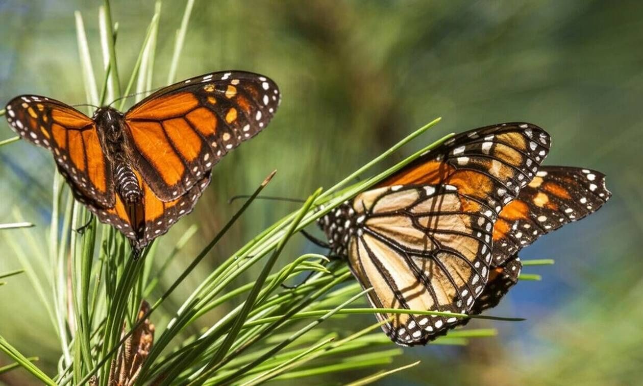 Πρόστιμο 180000 ευρώ σε Ιταλό πατέρα και γιο για λαθροθηρία εντόμων στη Σρι Λάνκα