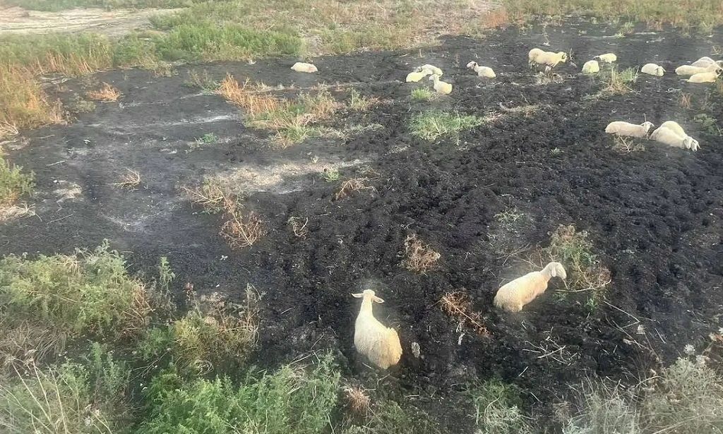 Εξάπλωση της Ευλογιάς των Προβάτων Δημιουργεί Νέα Μέτρα και Φόβους για Αύξηση Τιμών Τροφίμων